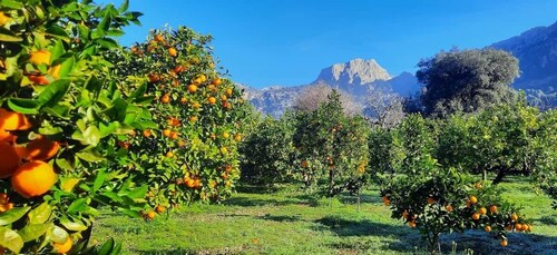 Mallorca: West Coast & Orange Valley Full Day Minbus Tour