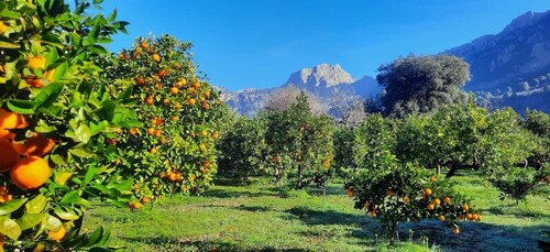 Mallorca: West Coast & Orange Valley Full Day Minbus Tour