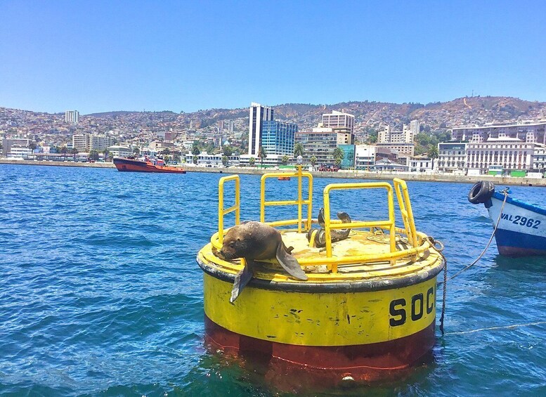 Picture 12 for Activity Valparaiso, Viña del Mar, Winery, Sea Lions & Boat Ride