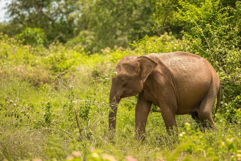 Picture 1 for Activity Luxury Safari Camping in Yala