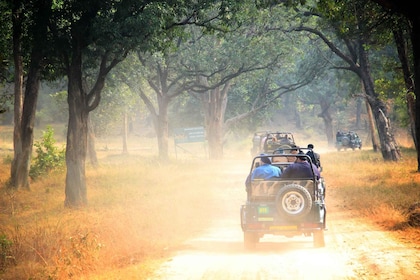 Camping safari de luxe à Yala