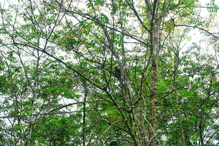 Picture 1 for Activity Malaysia: Gunung Panti Forest Reserve Guided Nature Tour