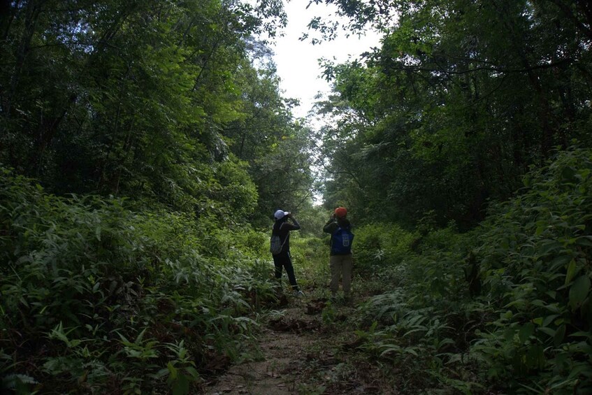 Picture 4 for Activity Malaysia: Gunung Panti Forest Reserve Guided Nature Tour