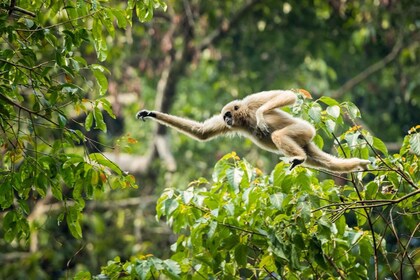 Malaysia: Gunung Panti Forest Reserve Guided Nature Tour