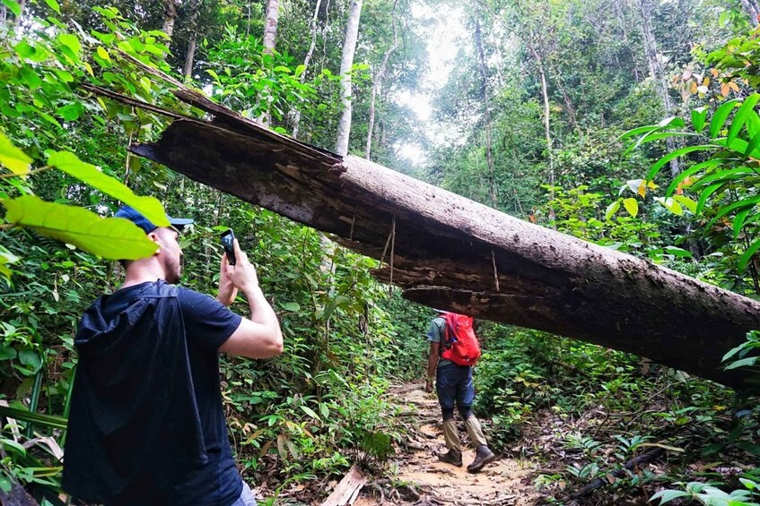 Picture 3 for Activity Malaysia: Gunung Panti Forest Reserve Guided Nature Tour