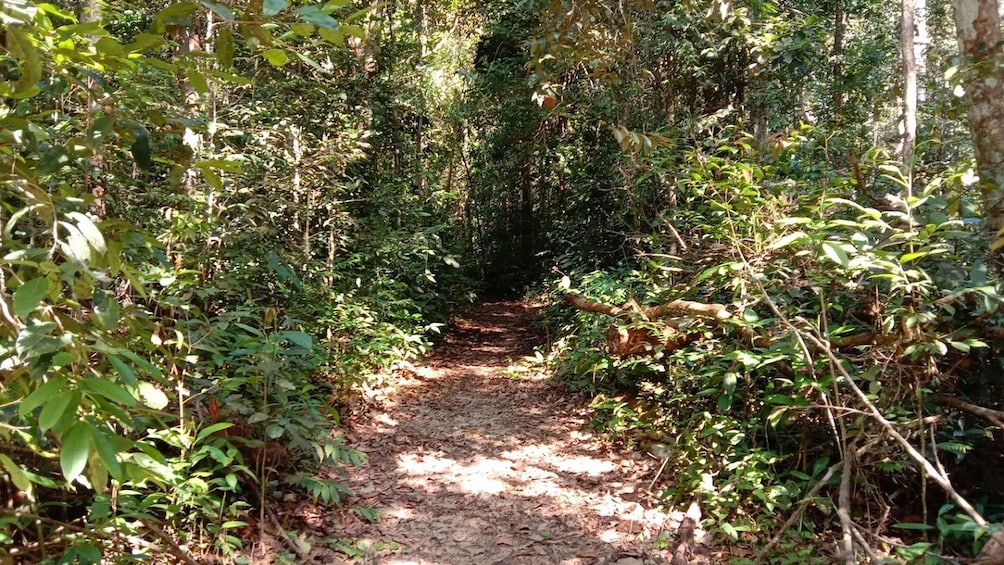 Picture 2 for Activity Malaysia: Gunung Panti Forest Reserve Guided Nature Tour