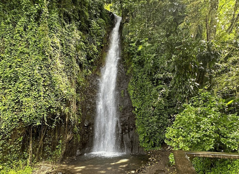 Picture 2 for Activity Kingstown: Cascading Dark View Falls and Beach Tour