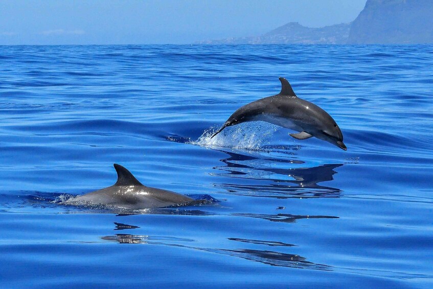 Picture 1 for Activity Puerto Colon: Dolphin and Whale Watching Speedboat Cruise