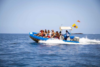 Puerto Colon: Dolphin and Whale Watching Speedboat Cruise