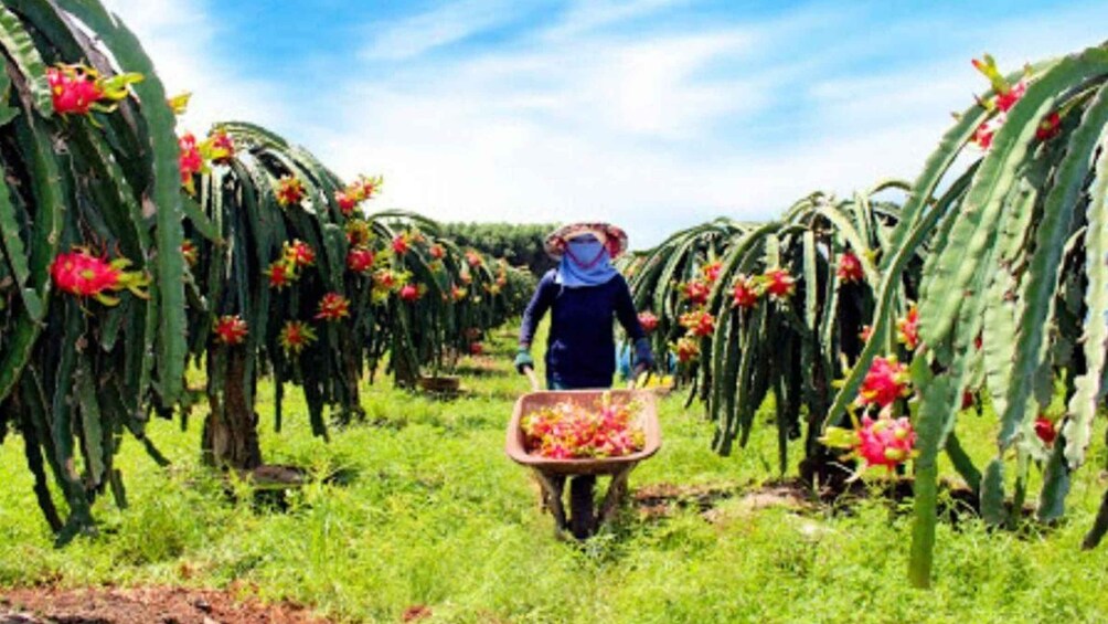 Picture 6 for Activity Mui Ne Fishing Tour | Dragon Fruit Farm | Cham Tower