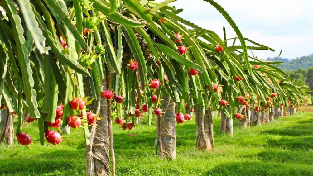 Picture 4 for Activity Mui Ne Fishing Tour | Dragon Fruit Farm | Cham Tower