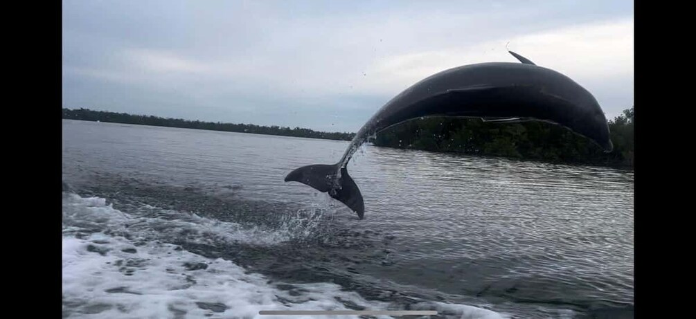 Picture 2 for Activity Private 2 Hour Dolphin & Eco Tour Marco Island, FL