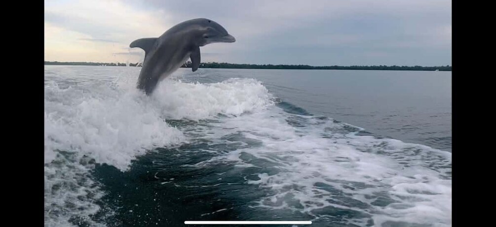 Private 2 Hour Dolphin & Eco Tour Marco Island, FL