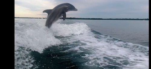 Naples, FL: 3 Hour Private Dolphin & Manatee Tour