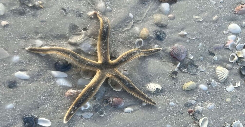 Picture 1 for Activity Barrier Island Shelling Tour