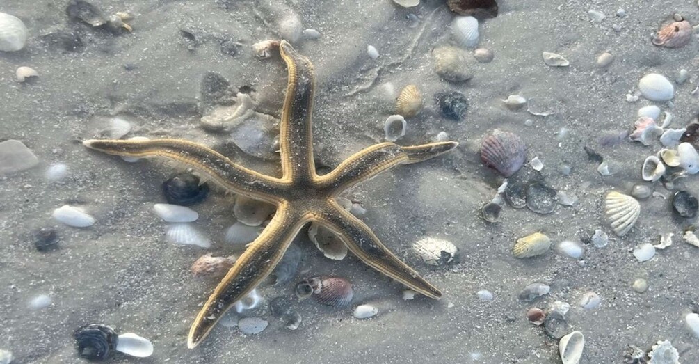 Picture 1 for Activity Barrier Island Shelling Tour