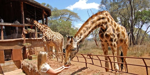 Nairobi: Elephant Sanctuary and Giraffe Centre Day Tour