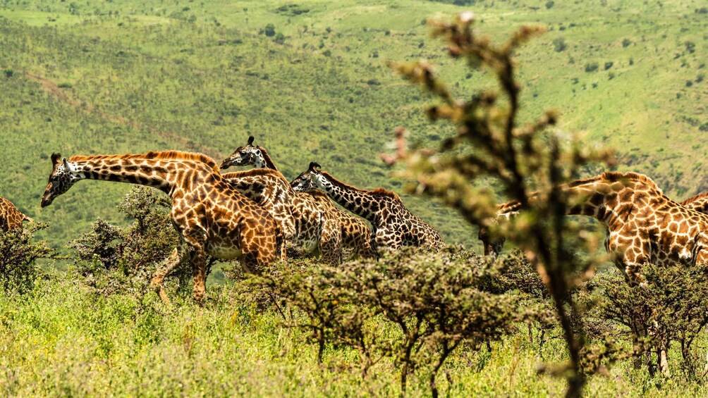 Picture 43 for Activity From Arusha: Drive and Fly Back Safari Tarangire & Serengeti