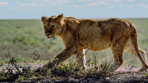 Von Arusha: Fahrt und Rückflug Safari Tarangire & Serengeti