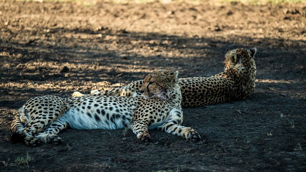 Picture 83 for Activity From Arusha: Drive and Fly Back Safari Tarangire & Serengeti