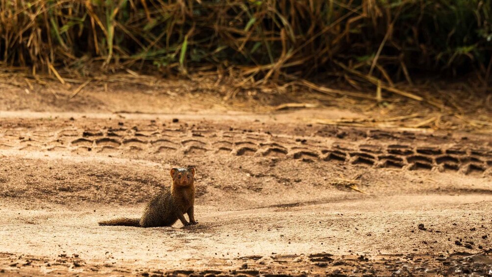 Picture 30 for Activity From Arusha: Drive and Fly Back Safari Tarangire & Serengeti