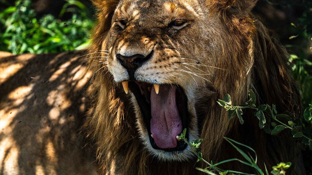 Picture 88 for Activity From Arusha: Drive and Fly Back Safari Tarangire & Serengeti