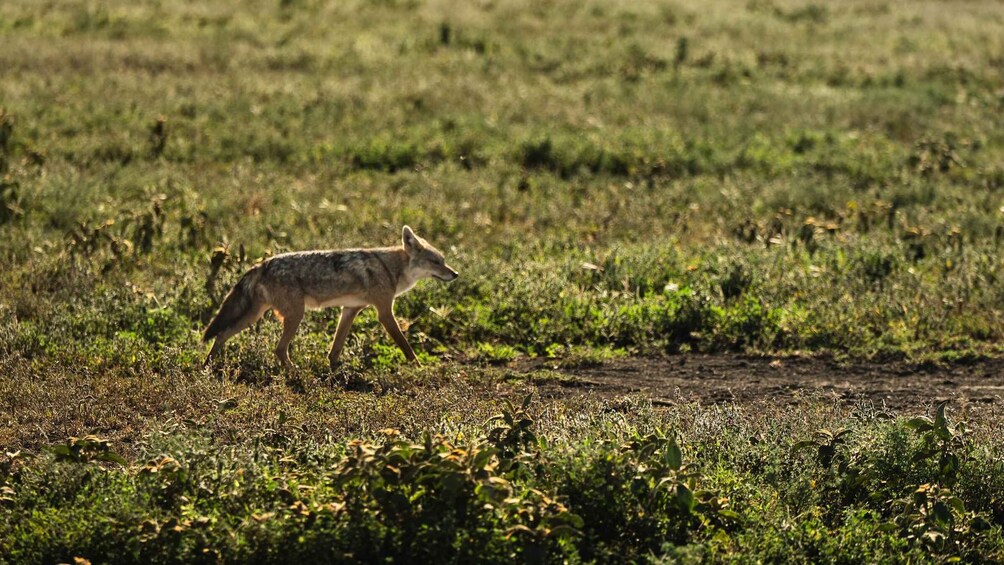 Picture 85 for Activity From Arusha: Drive and Fly Back Safari Tarangire & Serengeti