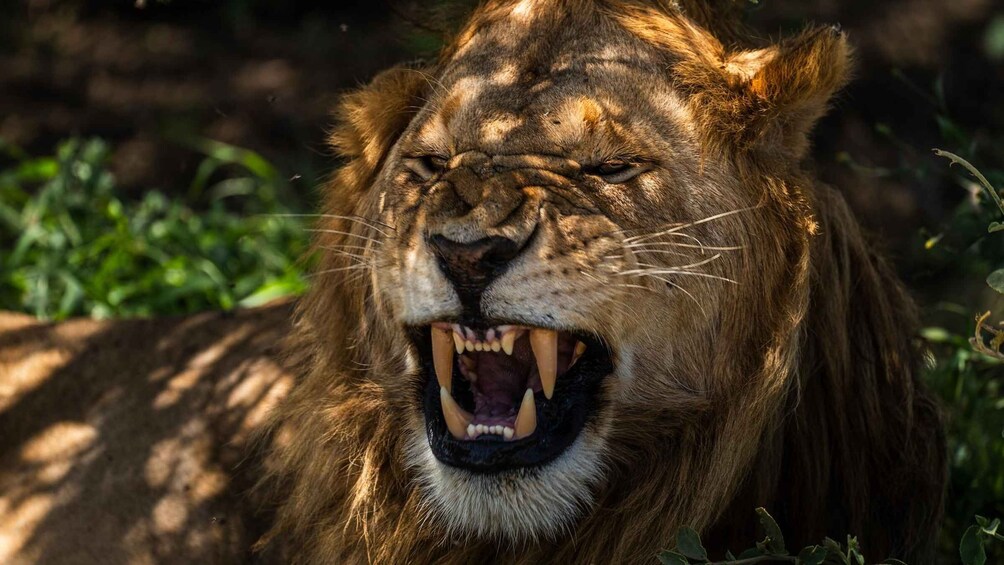 Picture 90 for Activity From Arusha: Drive and Fly Back Safari Tarangire & Serengeti