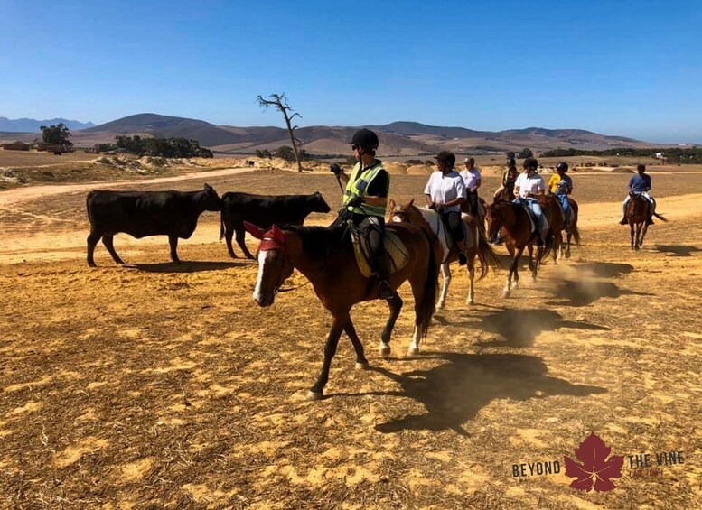 Picture 6 for Activity Cape Town: Horse Riding Experience