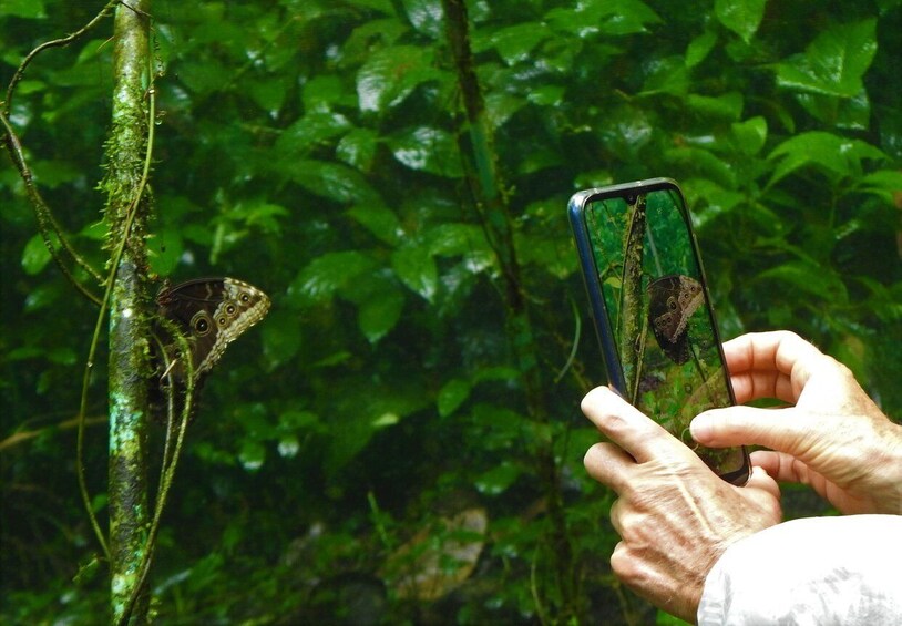 Picture 11 for Activity Butterflies and Birds-Entrance Ecocentro Danaus Trail 8-4PM