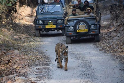 Ranthambhore Wildlife Tour am selben Tag von Jaipur aus