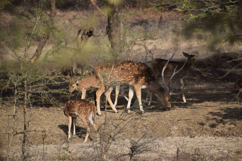 Picture 6 for Activity Same Day Ranthambhore WildLife Tour From Jaipur