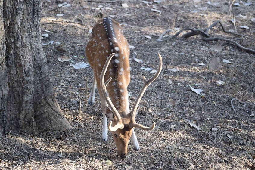 Picture 3 for Activity Same Day Ranthambhore WildLife Tour From Jaipur