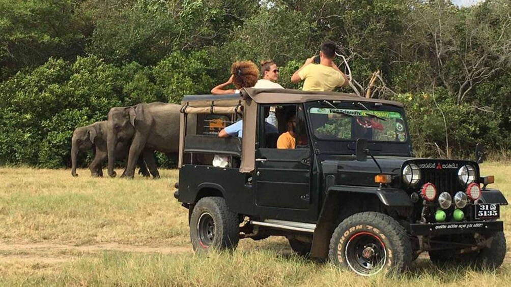 Picture 7 for Activity Minneriya: Wild Safari and Polonnaruwa Sightseeing Day Tour