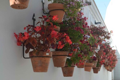 Tour por Estepona Centro