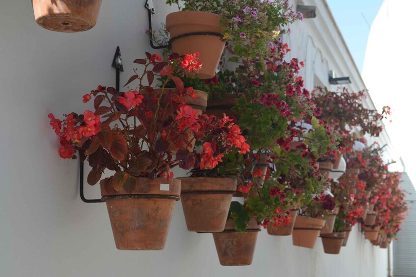 Tour por Estepona Centro