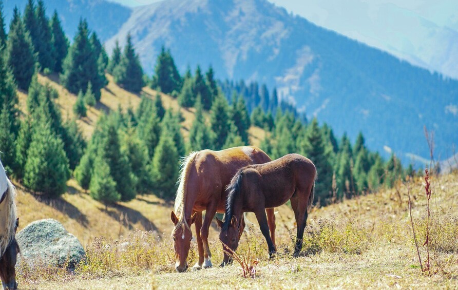 Picture 7 for Activity 2 Day Horse Riding Adventure in Borjomi