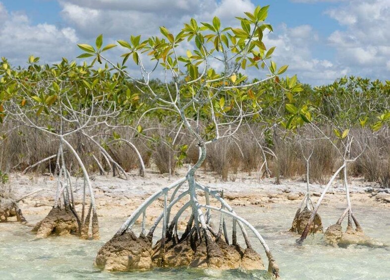 Picture 5 for Activity Bacalar: Full Day Kayak Rental in the Lagoon of Seven Colors