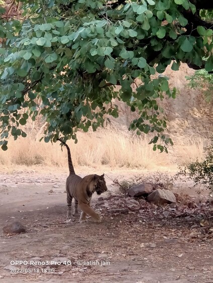 Picture 3 for Activity Ranthambore safari by Canter ( 20 seater bus)