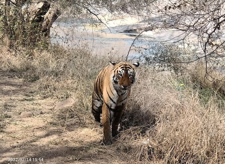 Picture 1 for Activity Ranthambore safari by Canter (20 seater) 24 hrs advance