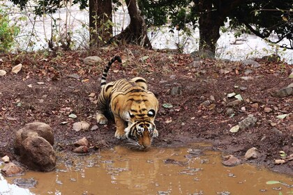 Ranthambore safari by Canter ( 20 seater bus)