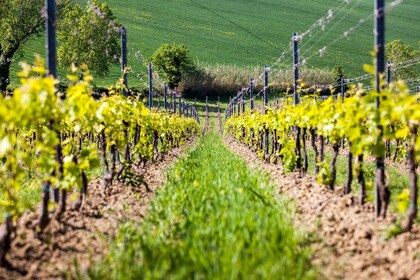 Rimini: Tour durch die Weinberge von San Valentino mit DOC-Weinverkostung