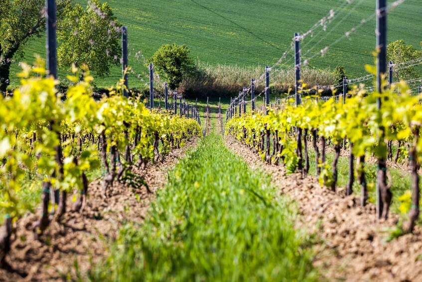 Rimini: San Valentino Vineyards Tour with DOC Wine Tastings