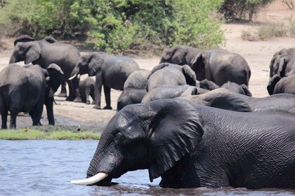 Zimbabwe: Victoria Falls heldagspaket