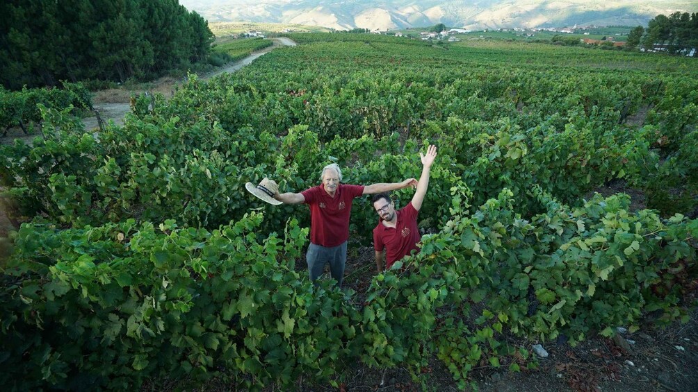 Picture 4 for Activity Douro: Classic Wine Tasting with Guided Tour