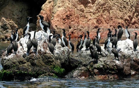 From Paracas || Excursion to the Ballestas Islands ||3 hours