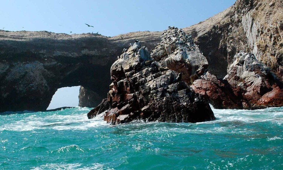 Picture 2 for Activity From Paracas || Excursion to the Ballestas Islands ||3 hours