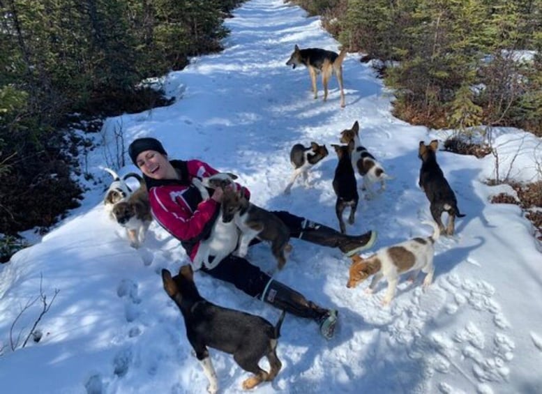 Picture 5 for Activity Willow: Traditional Alaskan Dog Sledding Ride