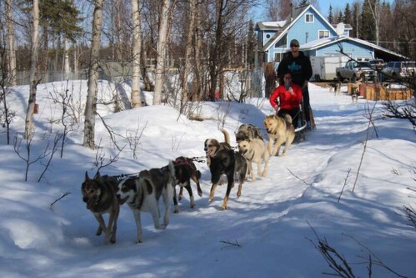 Picture 4 for Activity Willow: Traditional Alaskan Dog Sledding Ride