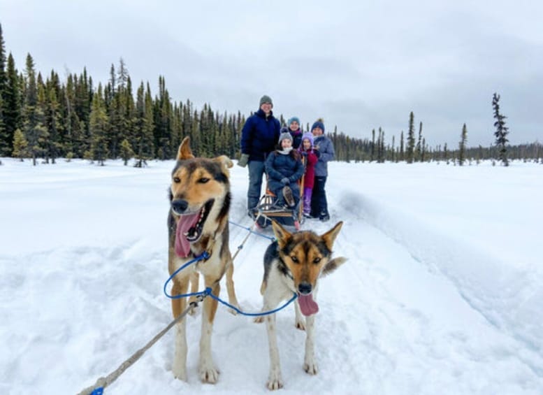 Picture 2 for Activity Willow: Traditional Alaskan Dog Sledding Ride